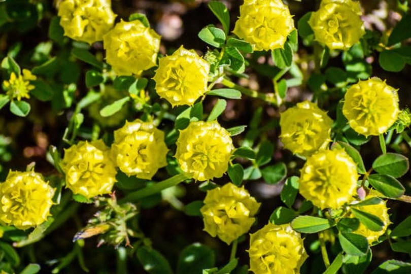 Mezei here - Trifolium campestre, Trifolium campestre, etnobotanika